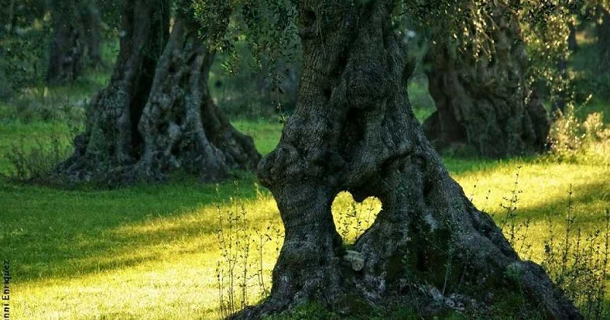 Il "grande cuore degli ulivi": dopo l'albero pensante ecco quello ''innamorato'' 